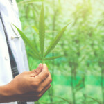 Медицинская марихуана-альтернатива-фитотерапия-концепция